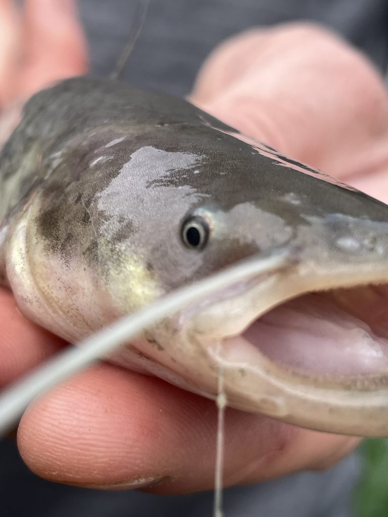 Fly Fishing for Wels Catfish