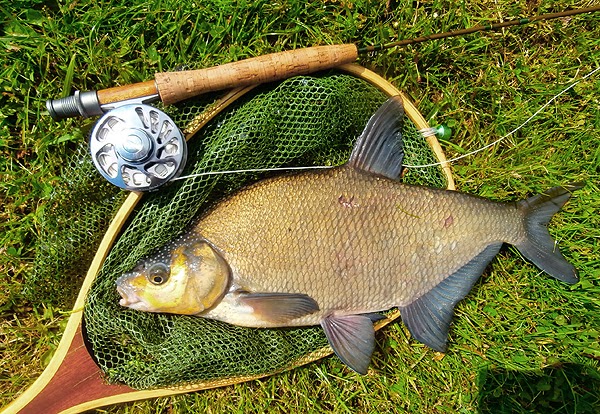 bream on fly