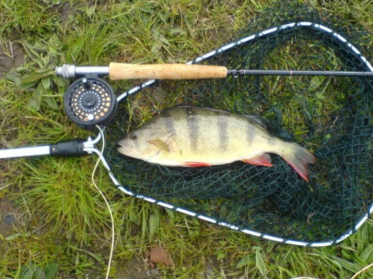 Perch on Fly Perch Fly Fishing Predator Fly Fishing