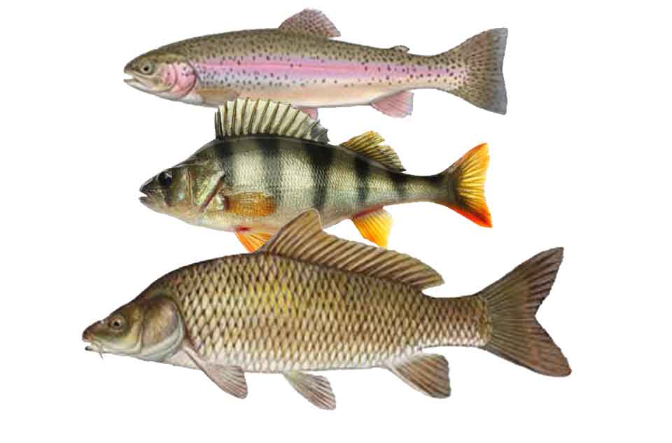 Trout, Perch or Carp Fly Lines Predator Fly Fishing