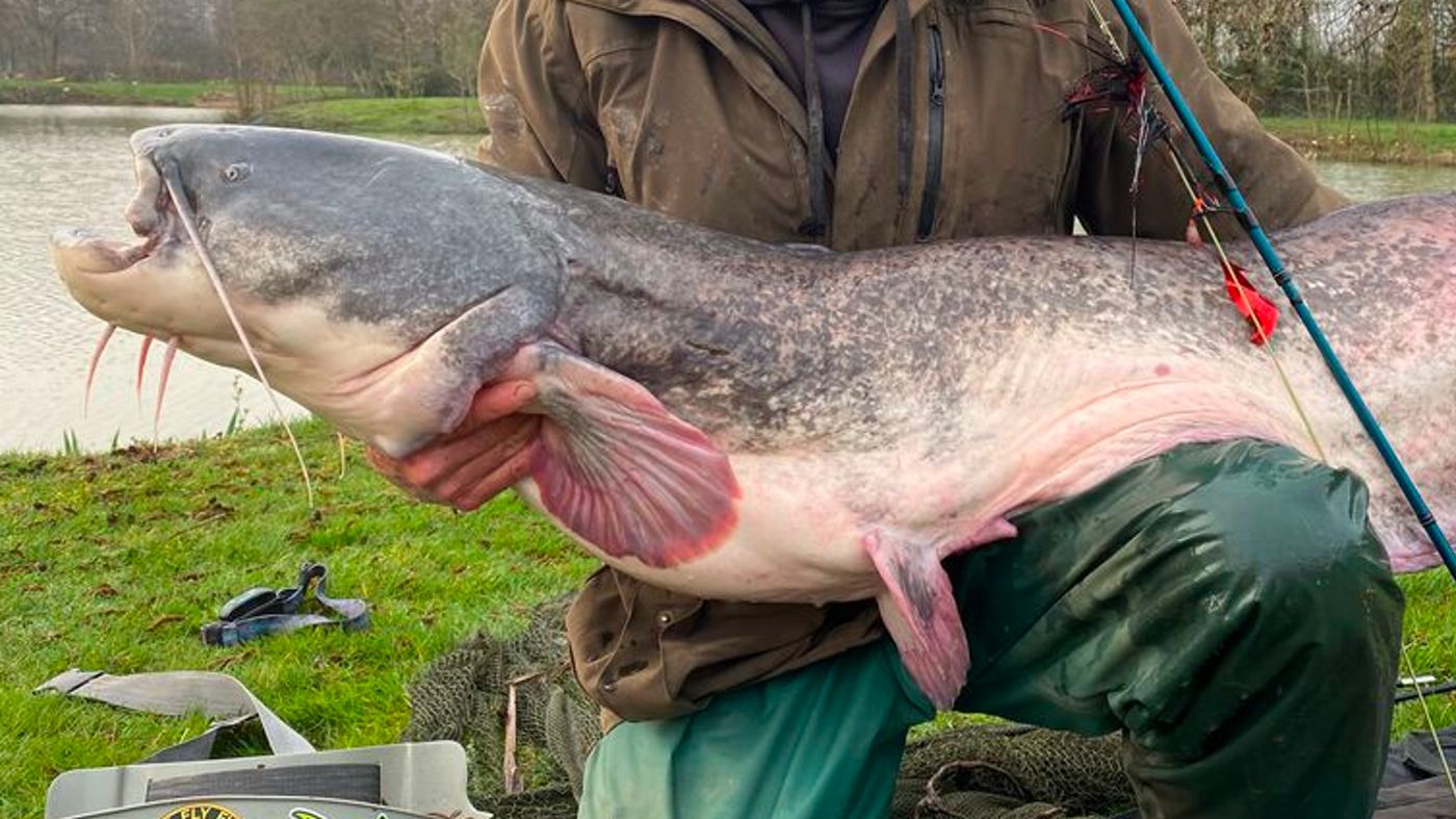 Fly fishing for Wels Catfish