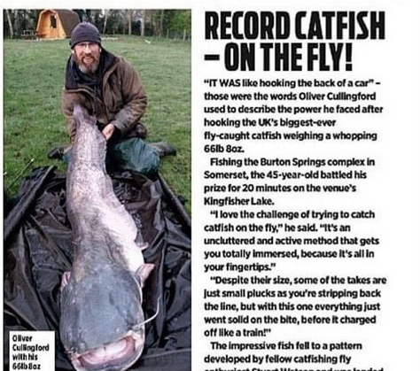 Wels catfish Oliver article